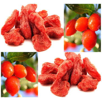 Zhongning Goji Berry China Herkunft, Super Goji Berry Ningxia Goji